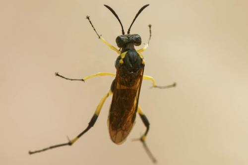 Macrophya montana