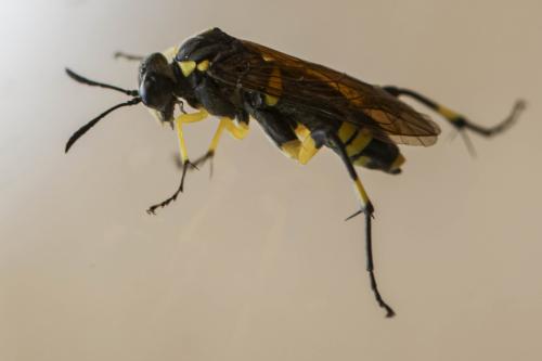 Macrophya montana