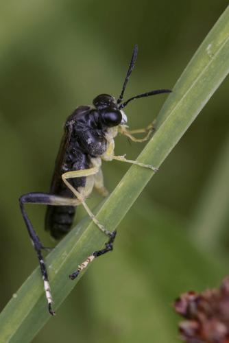 Macrophya montana