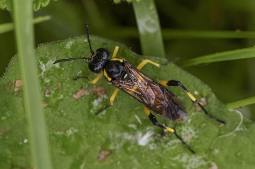 Réf. 184 520 : Macrophya montana