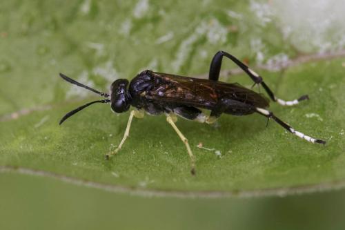 Réf. 184 522 : Macrophya montana