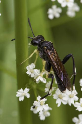 Réf. 184 523 : Macrophya montana