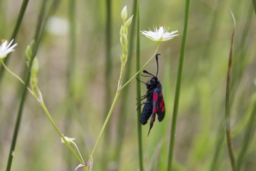 Réf. 184 563 : Zygaena trifolii