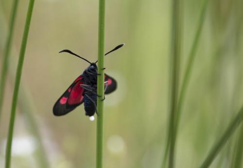 Zygaena trifolii