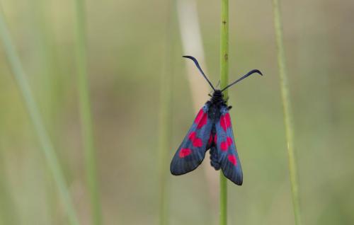 Zygaena trifolii