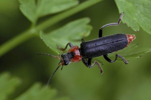 Cantharis fusca