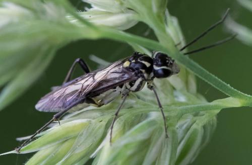 Réf. 184 480 : Pachyprotasis rapae
