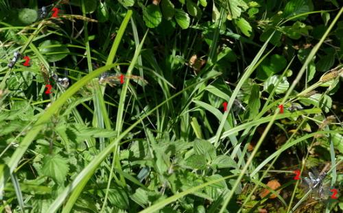 Libellula fulva