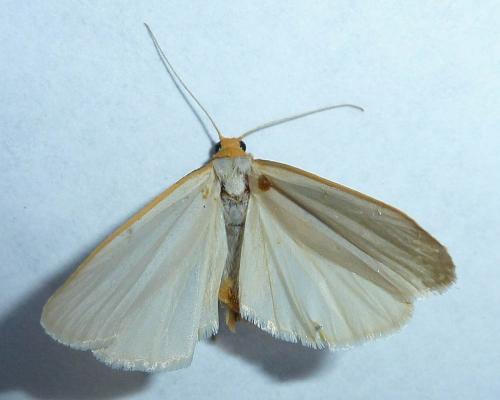 Eilema caniola