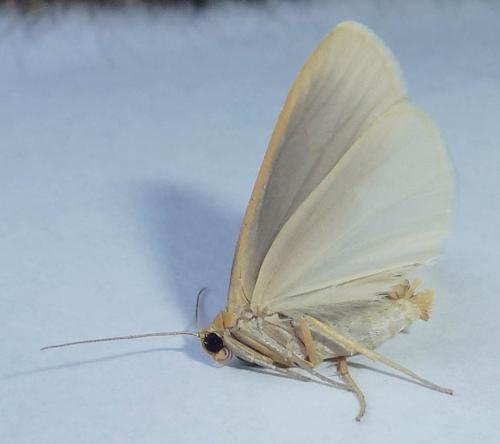 Eilema caniola