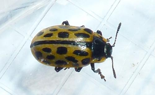 Chrysomela vigintipunctata