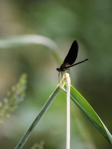 Calopteryx haemorrhoidalis