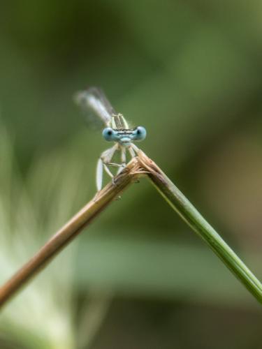 Platycnemis latipes