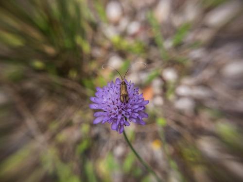 Nemophora metallica