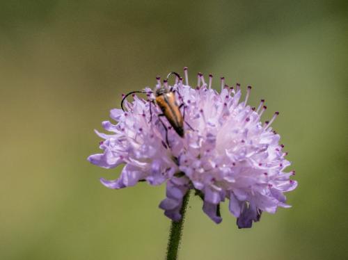 Vadonia unipunctata