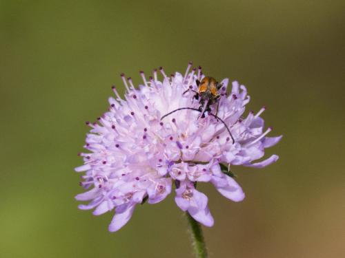 Vadonia unipunctata