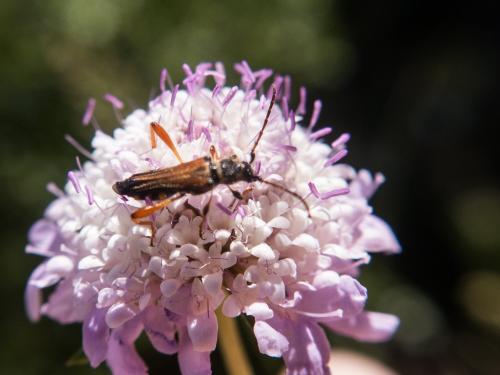 Stenopterus rufus