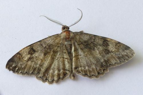 Réf. 184 264 : Alcis repandata