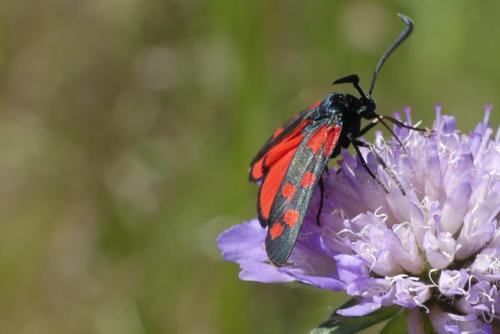 Réf. 184 530 : Zygaena transalpina
