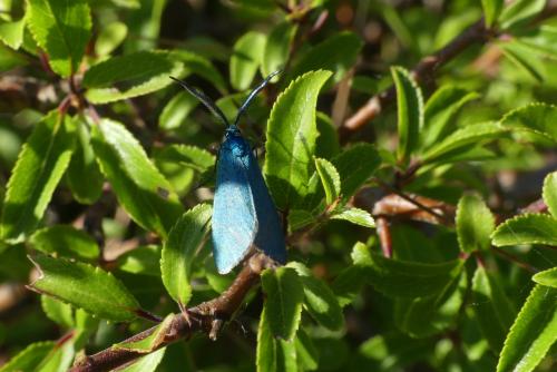 Jordanita globulariae