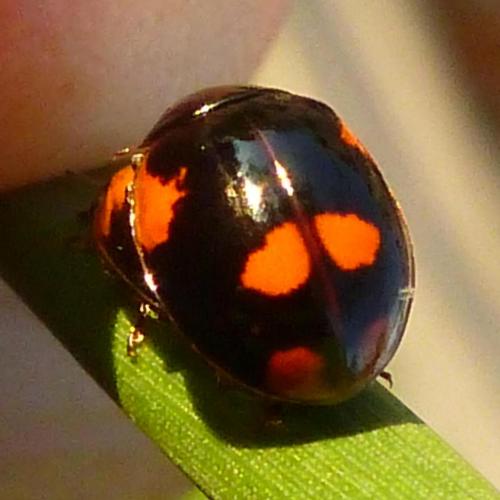 Réf. 184 545 : Adalia bipunctata bipunctata