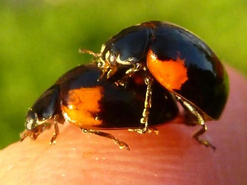 Réf. 184 546 : Adalia bipunctata bipunctata