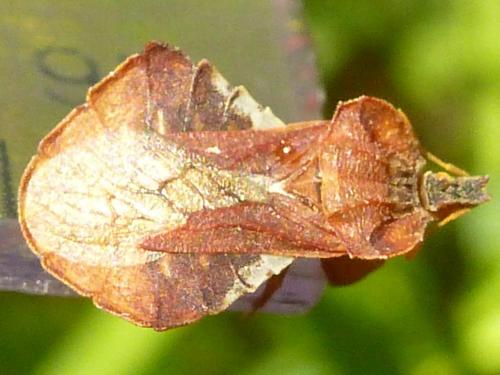 Phymata crassipes