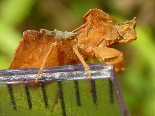 Phymata crassipes