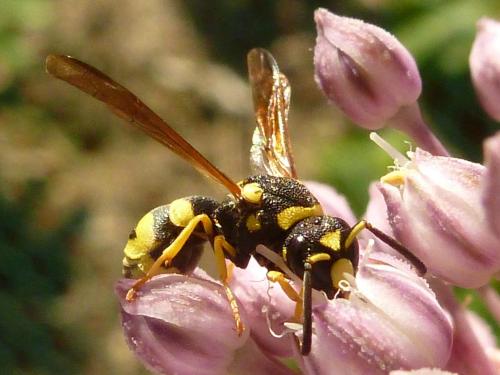 Réf. 184 852 : Eumeninae inconnu