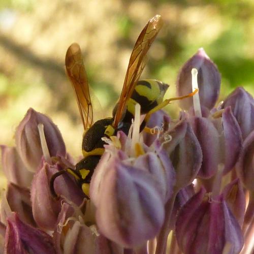 Réf. 184 853 : Eumeninae inconnu
