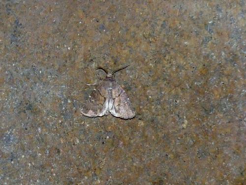 Réf. 184 749 : Charanyca ferruginea
