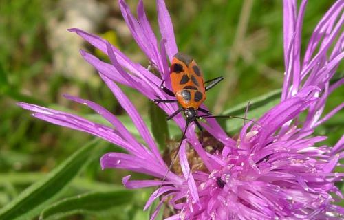 Réf. 184 188 : Calocoris nemoralis