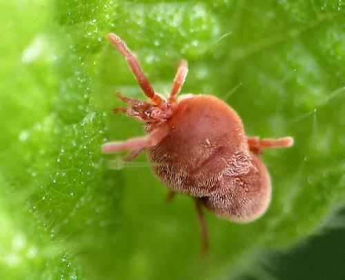 Réf. 184 245 : Allothrombium sp.