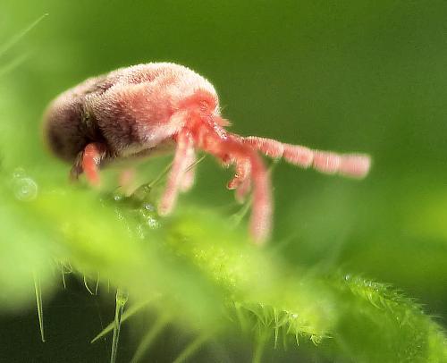Allothrombium sp.