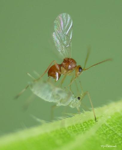 Phaenoglyphis sp.