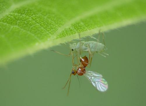 Phaenoglyphis sp.