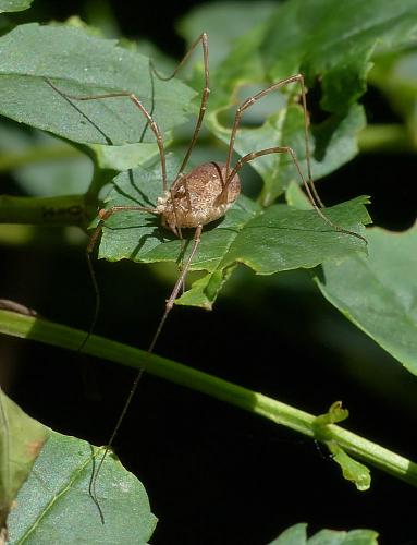 Réf. 184 992 : Rilaena triangularis