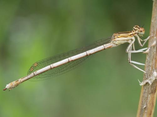Platycnemis latipes