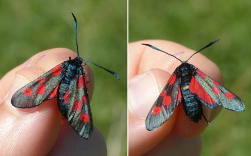 Réf. 184 705 : Zygaena (lonicerae-trifolii)