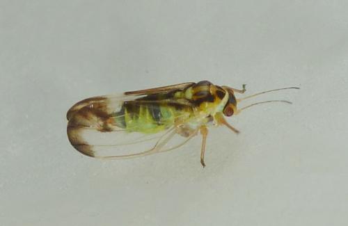 Réf. 184 043 : Psyllopsis sp.