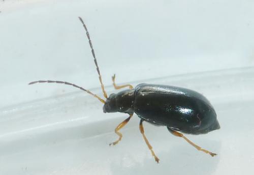 Luperus sp.