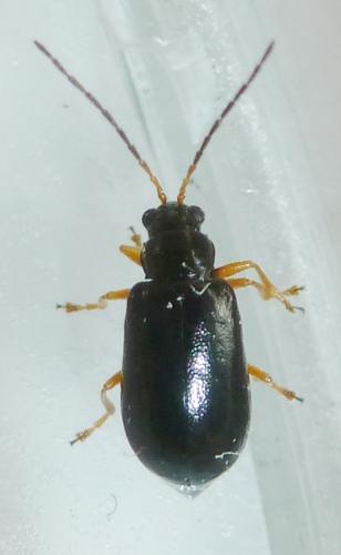 Luperus sp.