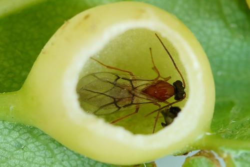 Réf. 184 312 : Pediaspis aceris