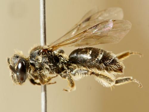 Andrena minutula