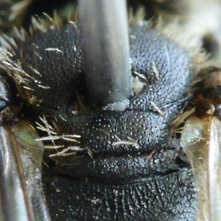 Andrena minutula
