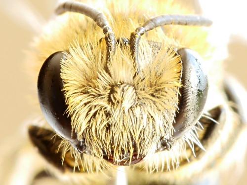 Réf. 184 846 : Colletes daviesanus