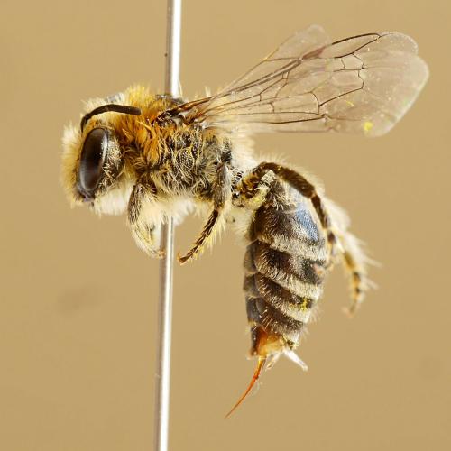 Réf. 184 844 : Colletes daviesanus