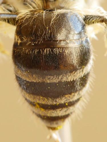 Réf. 184 845 : Colletes daviesanus