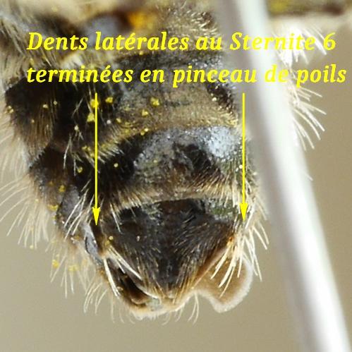 Réf. 184 932 : Colletes daviesanus