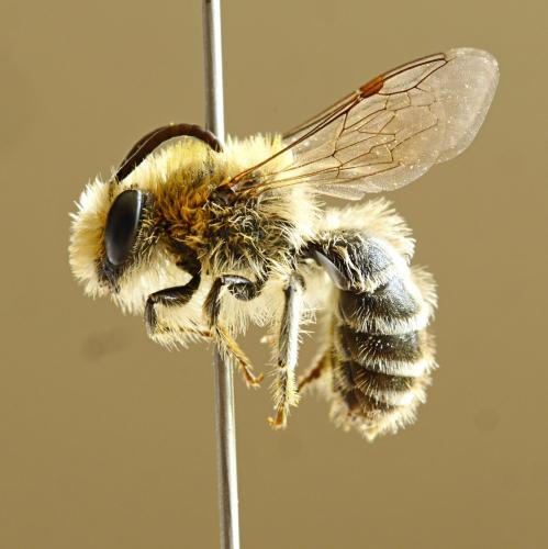 Réf. 184 930 : Colletes daviesanus